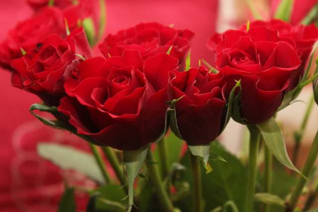 roze